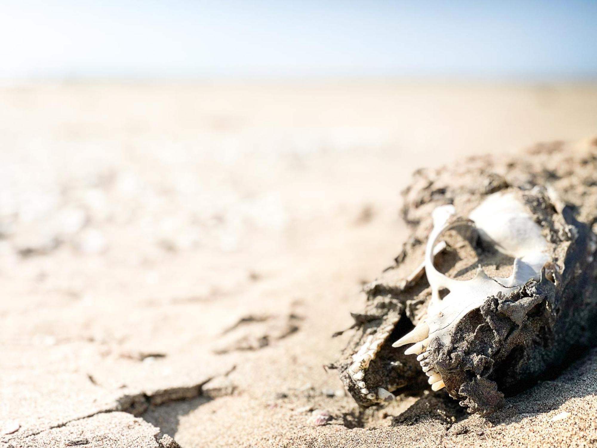 Skeleton Beach Backpackers Swakopmund Ngoại thất bức ảnh